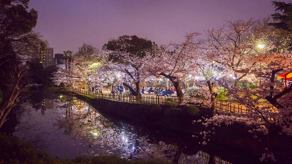 Cherry blossom Party in Dogo Koen Park