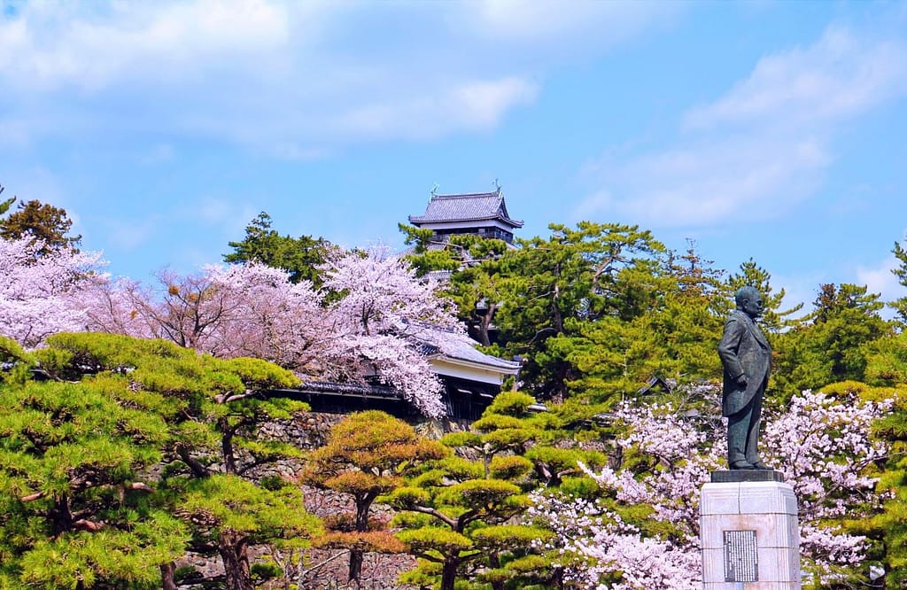 Matsue Castle Cherry Blossom