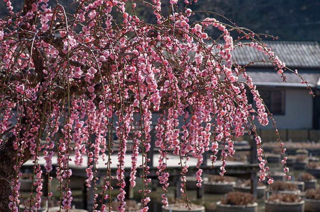 The famous weeping plum blossoms of Dazaifu