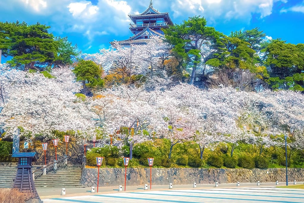 Maruoka Castle Sakura