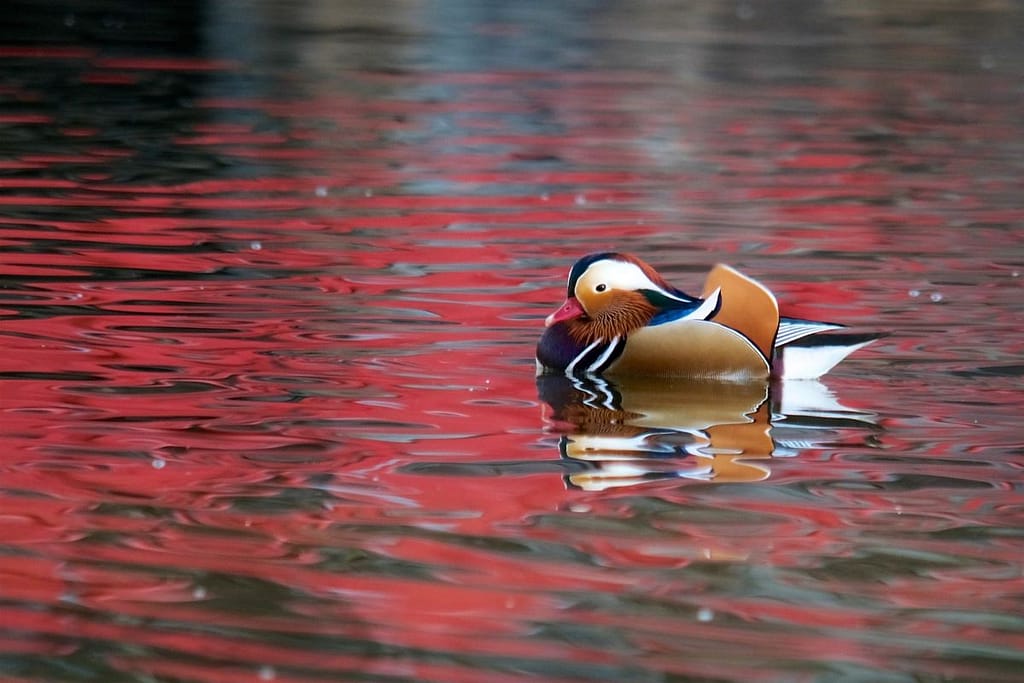 Matsumoto Castle Mandarin duck