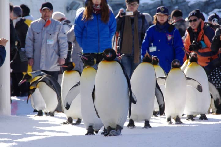 Penguin Walk Ashiyama Zoo Asahikawa